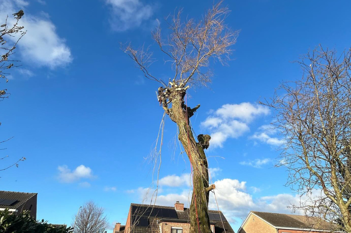 knotten van bomen