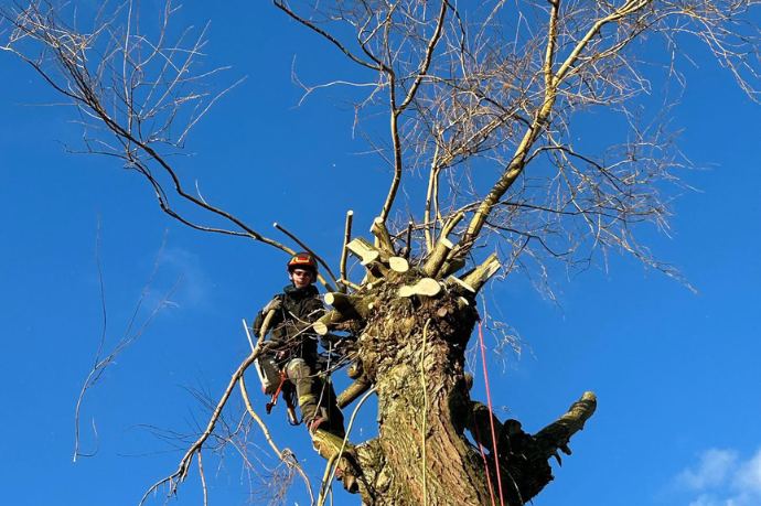 knotten van bomen