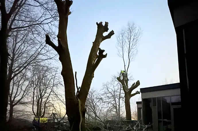 boomverzorger boom aan het knotten