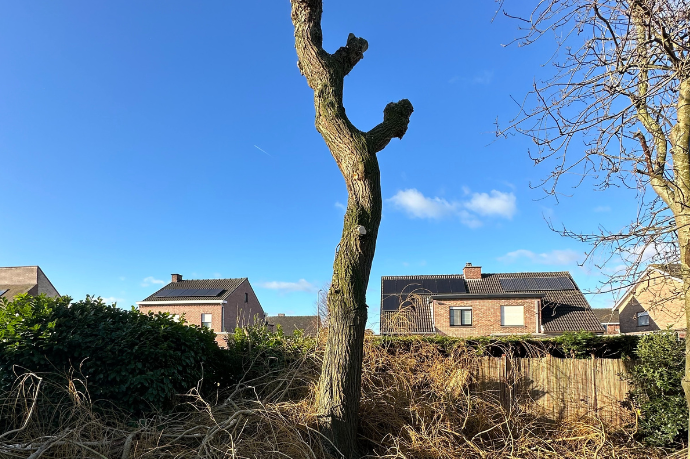 geknotte boom