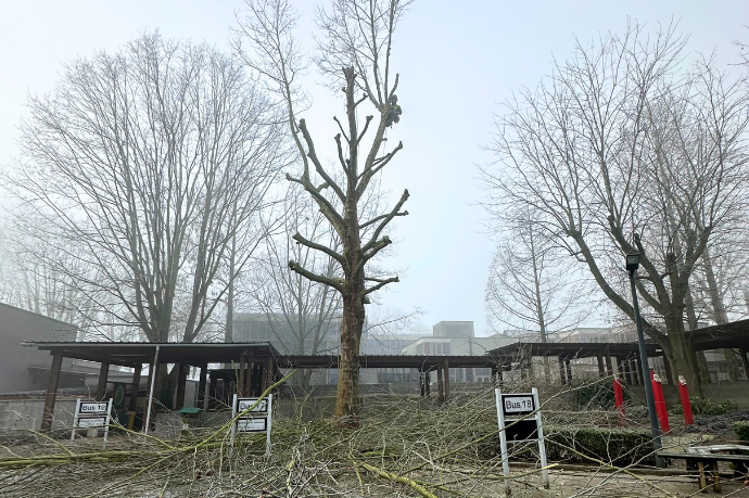 boomverzorger in boom