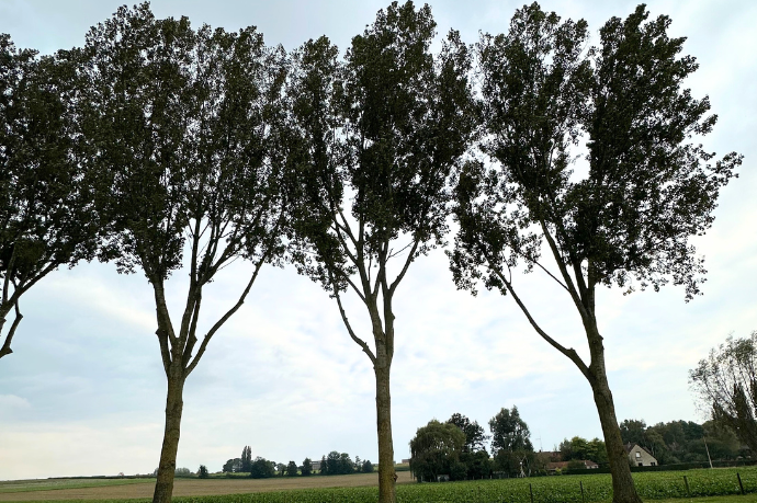 gesnoeide bomen