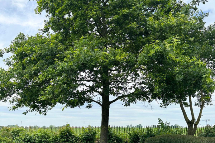 gesnoeide boom