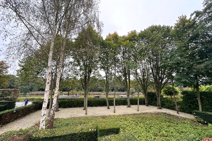 gesnoeide bomen