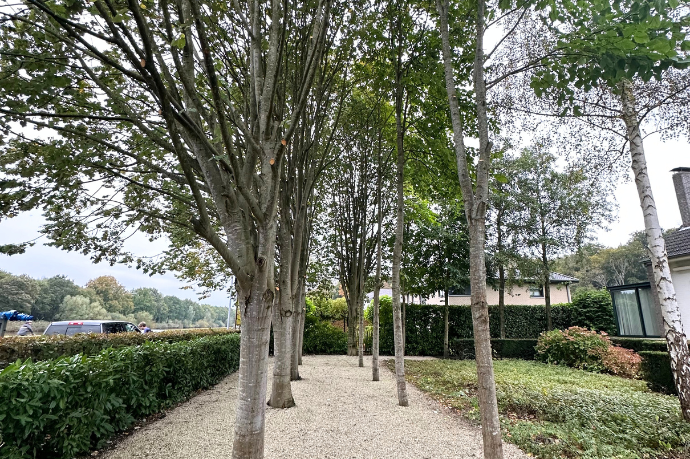 bomen snoeien boomverzorger