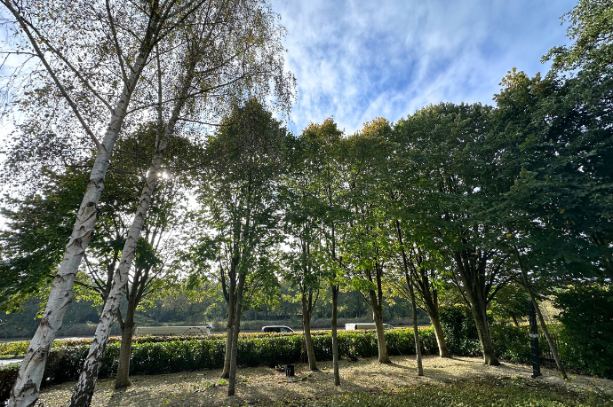gesnoeide bomen