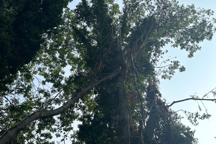 stormschade