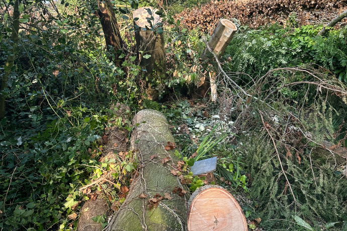 stormschade boom 