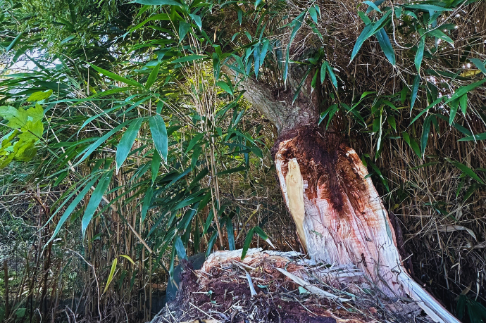beschadigde boom na storm