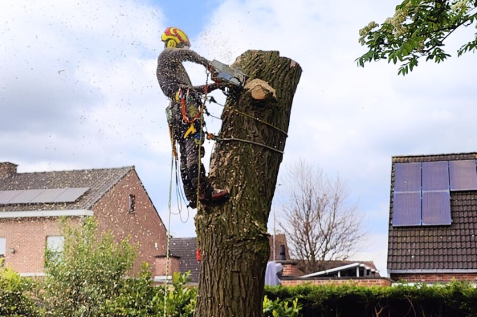 boomverzorger velt boom