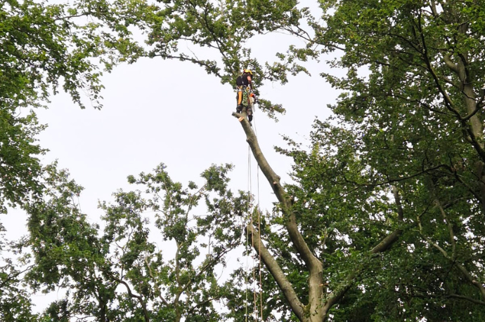 boomverzorger velt boom