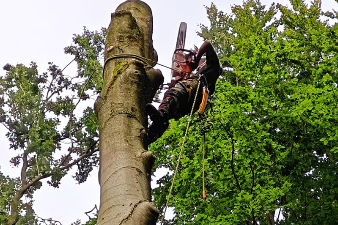 boomverzorger velt boom