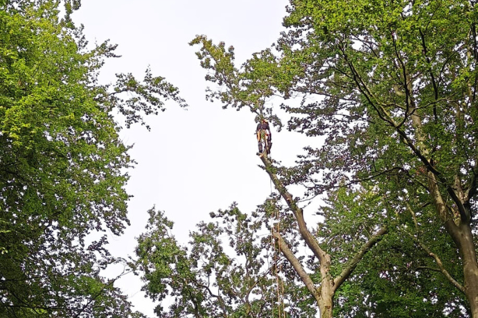 boomverzorger velt boom