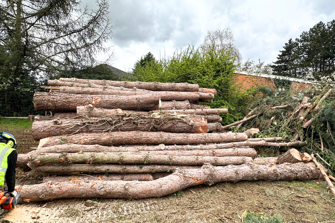 gevelde bomen
