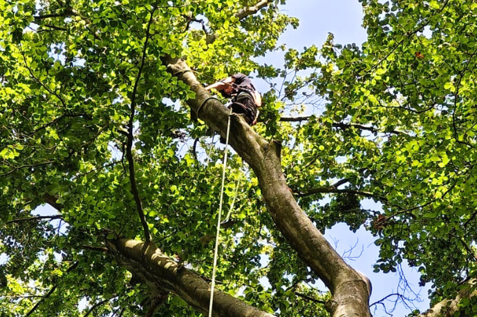 boomverzorger in boom