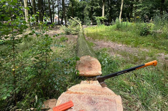 gevelde boom